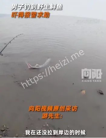 中华鲟误钩放流